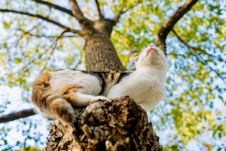 Yaheetech Multi-Level Cat Tree